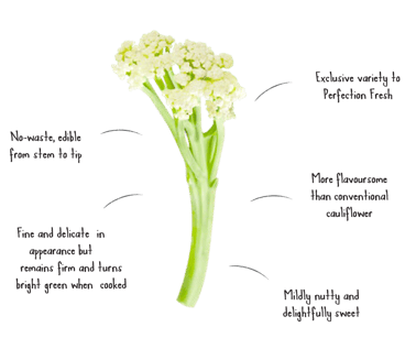 About Fioretto CauliBlossom