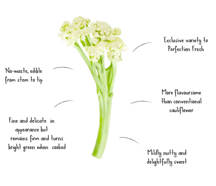 About Fioretto CauliBlossom