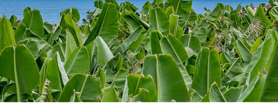 Banana plantation 1