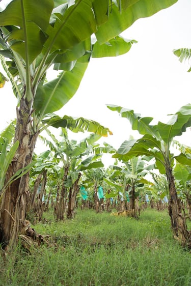 EcoBananas_011-1