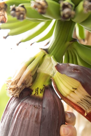 EcoBananas_050-1