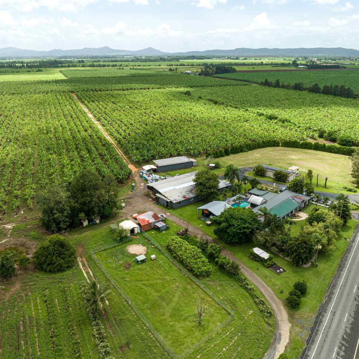 A drone shot of a banana plantation with banana trees, and buildings.