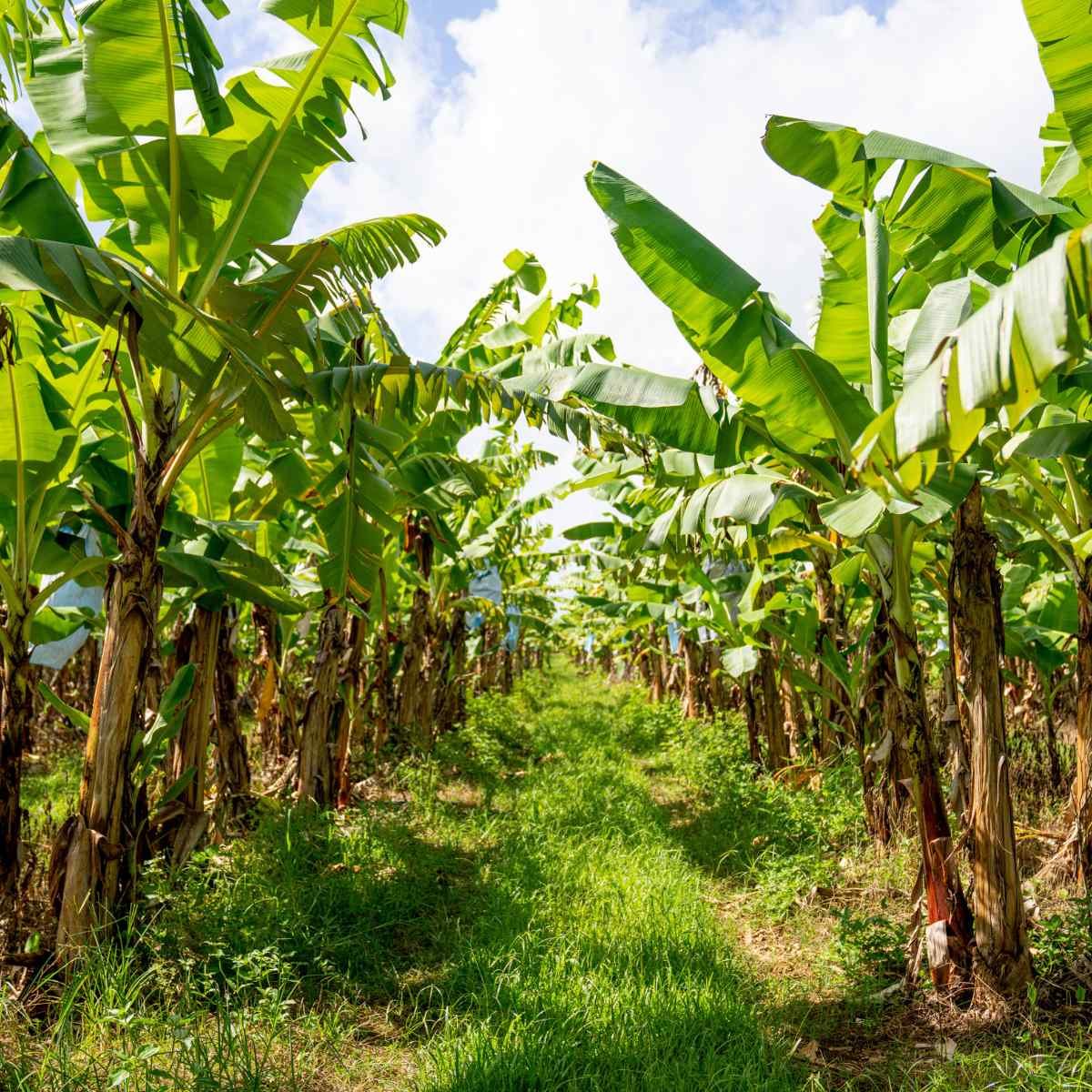 A vertical shot of a banana plantation.