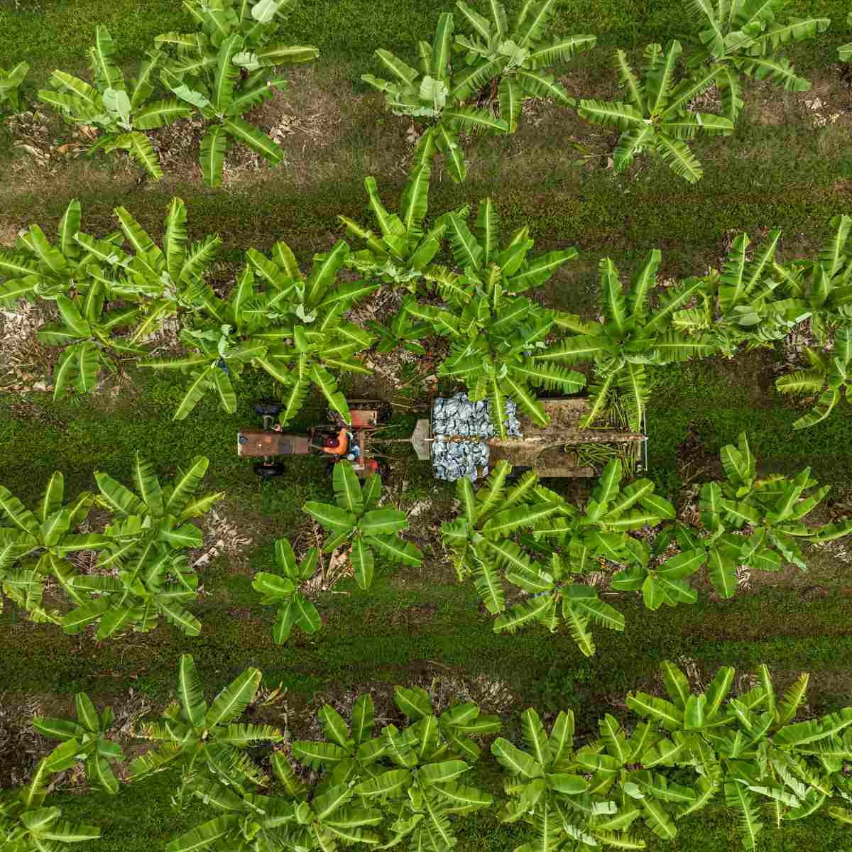A drone shot of a banana plantation with banana trees.