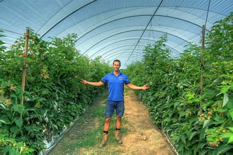 Raspberries_Perfection-Berries-Caboolture_Andrew-Krol_800x234