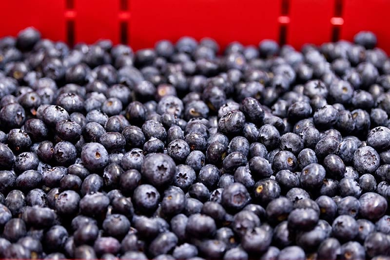 Places_WR_Perfection-Berries-Bundaberg_Blueberries_Packhouse_2022_08_800z534