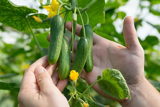 Places_WR_Qukes-Cucumbers_Eden-Farms_540x360