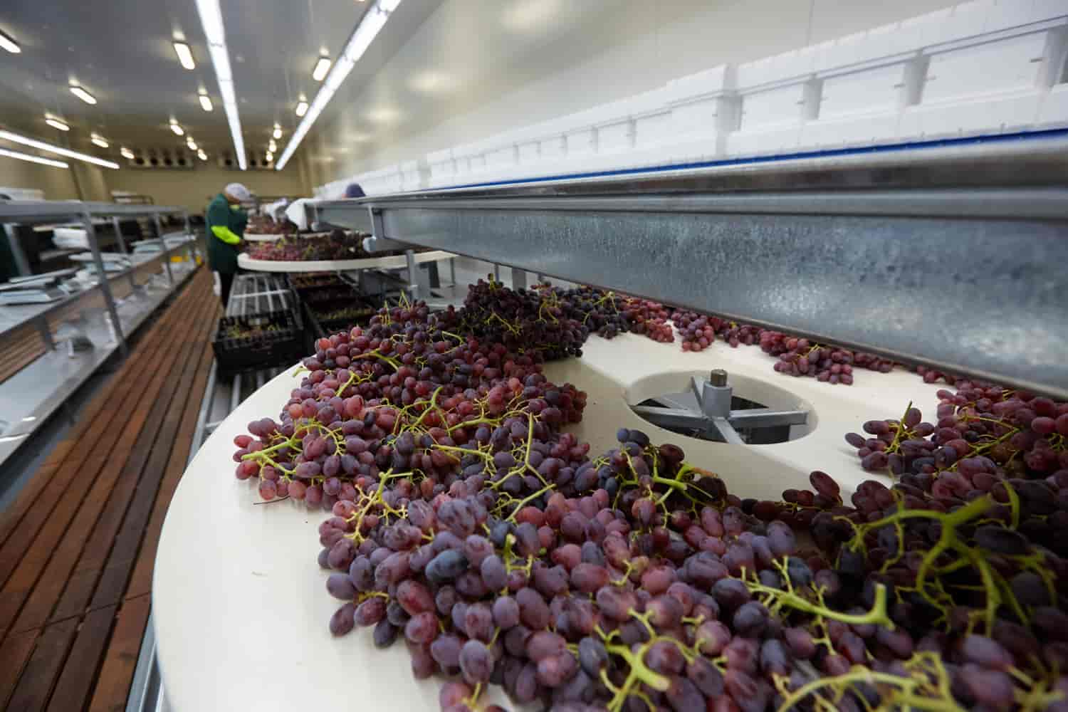 Grapes laid out for packaging and sorting in the factory.