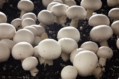 Places_FR_Mushrooms_Parwan Valley _140512 003