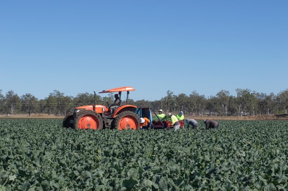 Places_LR_Campsey Ash Farm_Broccolini_4