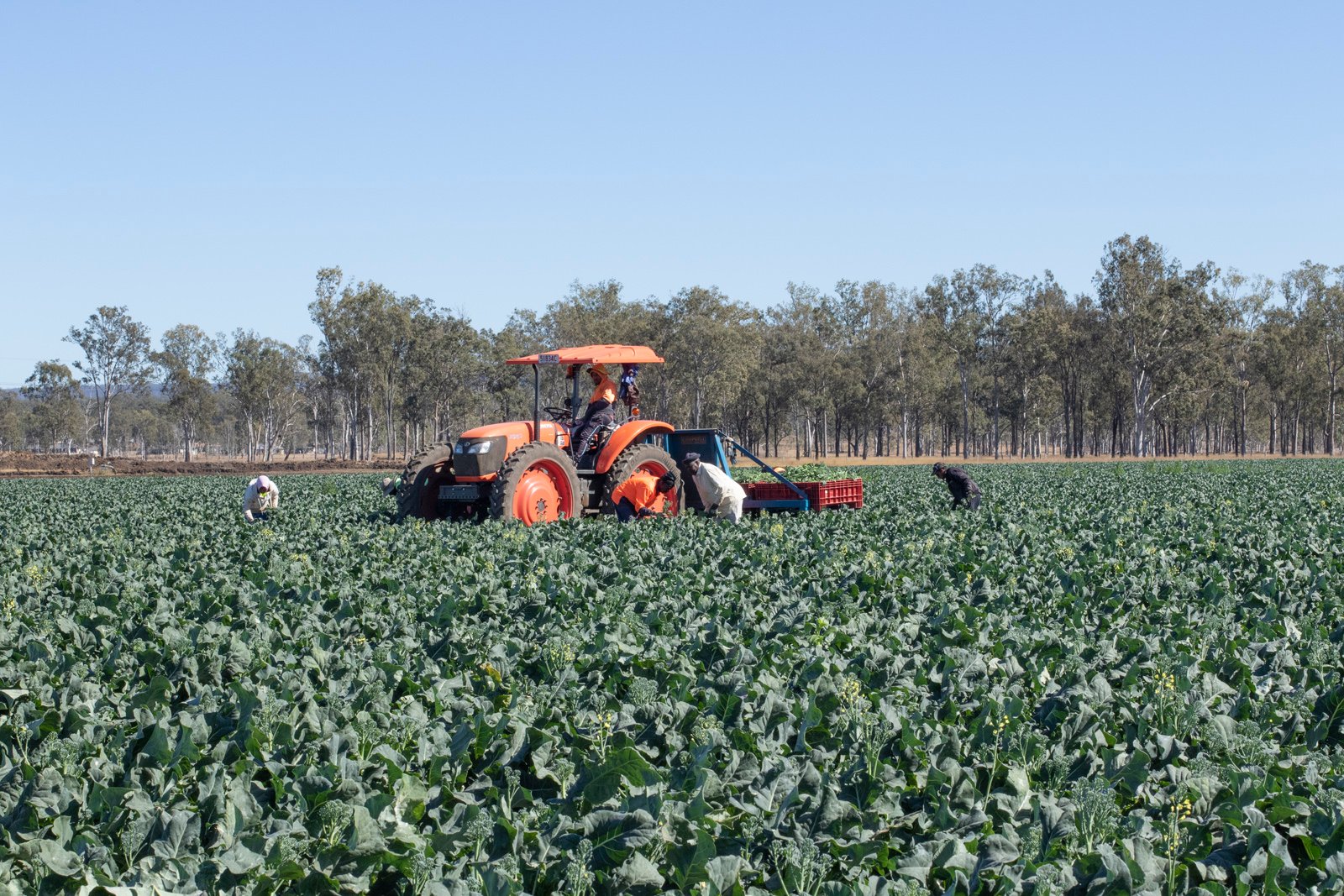 Places_LR_Campsey Ash Farm_Broccolini_5