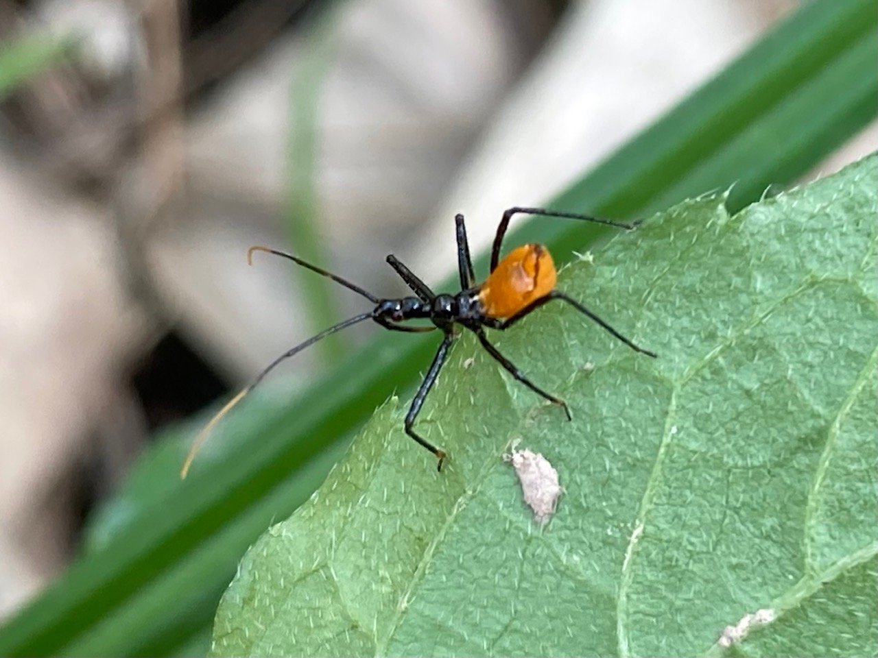 Places_LR_Ecoganics_Ecoganic Bananas_Insects_2022_Assassin Bug_2