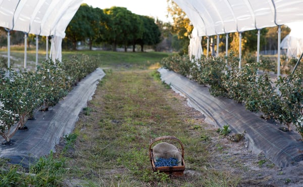 Perfection Blueberries Bundaberg Farm