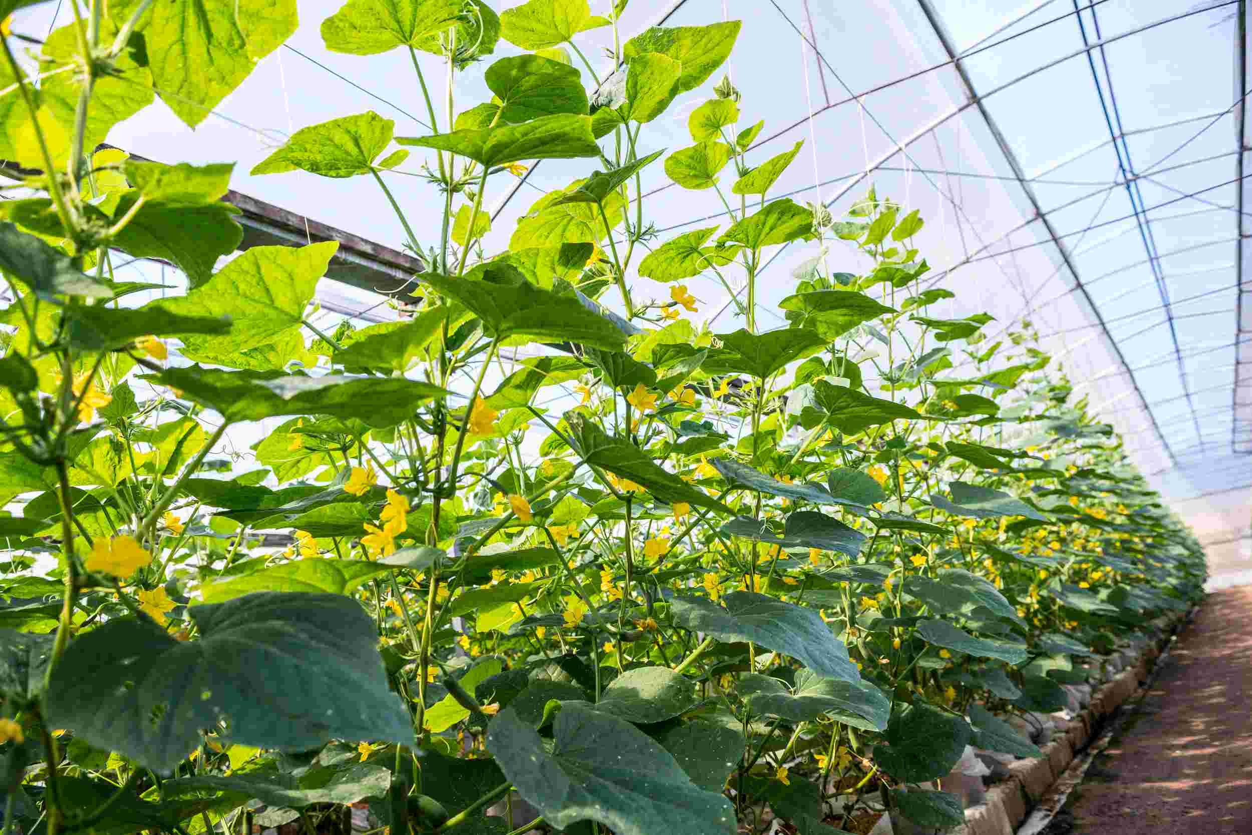 Places_LR_Qukes Cucumbers_Eden Farms15
