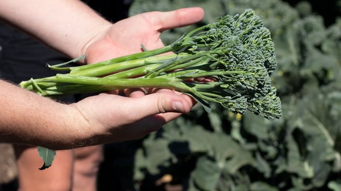Places_LR_Vanstone_Broccolini_9