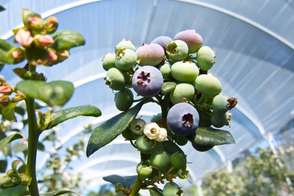 Produce_LR_Perfection Blueberries_Bundaberg Farm_24-1