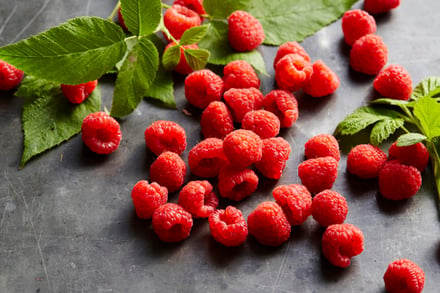 Produce_HR_Raspberries_Kwanza_Berry Perfection_2016_13