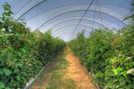 Raspberry Tunnel in Caboolture showing abundance of Fruit.