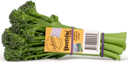 Produce_LR_Broccolini_2019_Bunch_Tag_3_etched-1