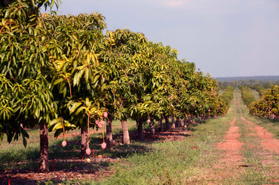 Calypso Mango Farm