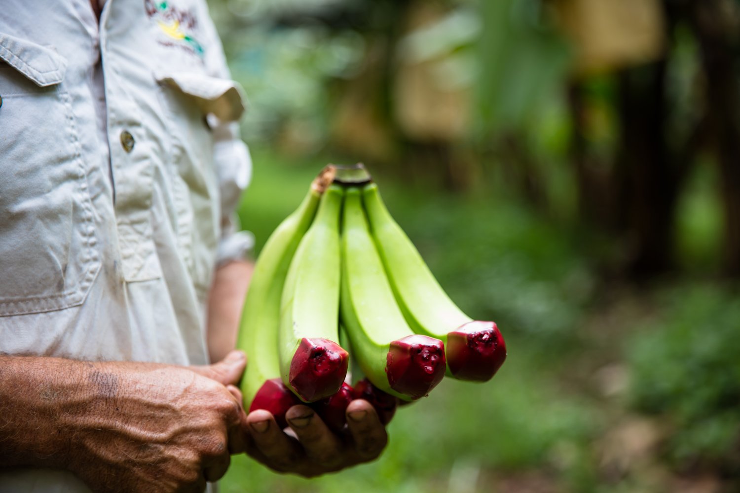 Produce_LR_Ecoganic Banana_Poppi Bros_2021_01-1