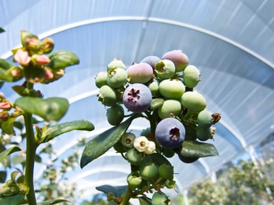 Produce_LR_Perfection Blueberries_Bundaberg Farm_24-1