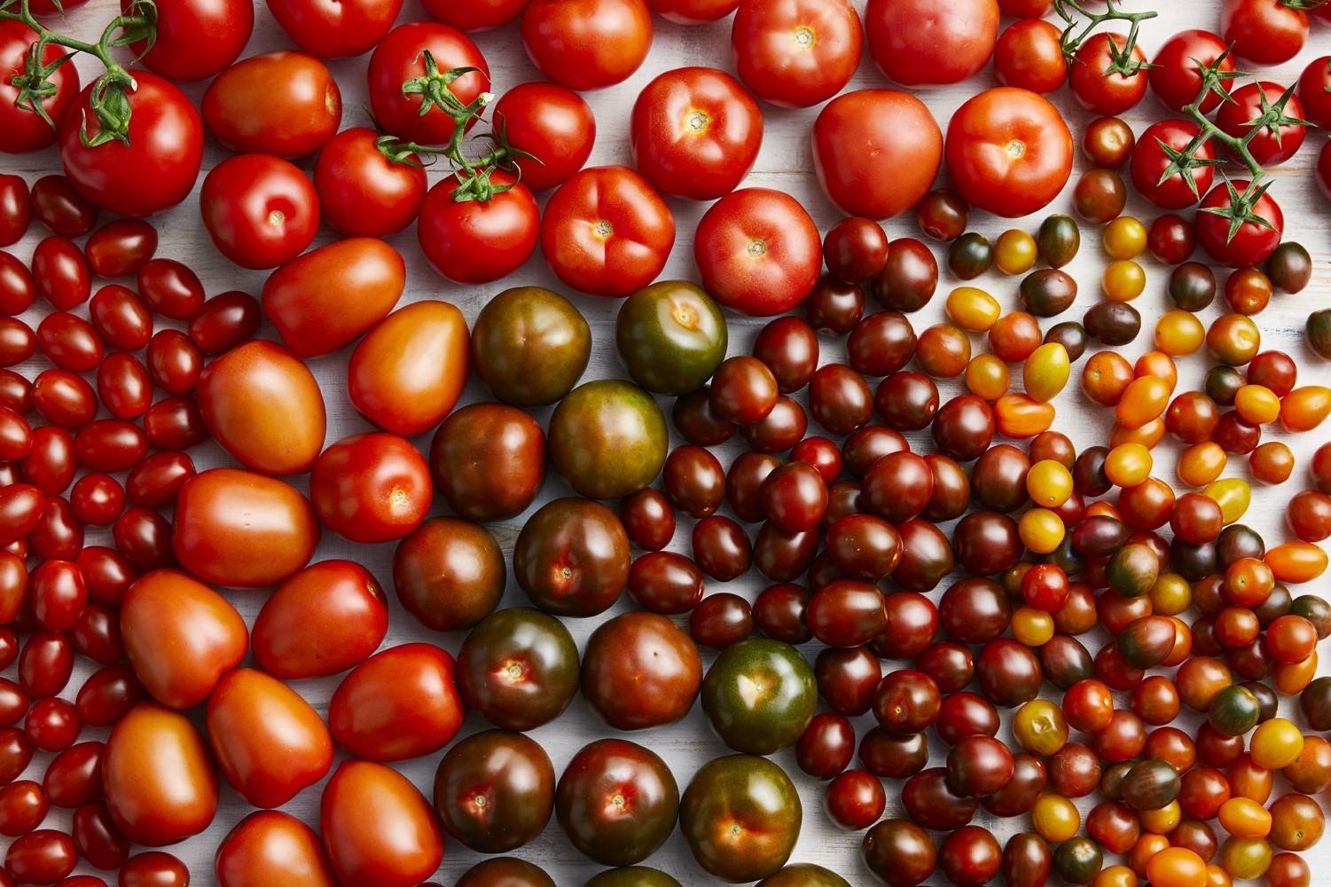 Produce_LR_Tomato Family_Styled_2019_9-1