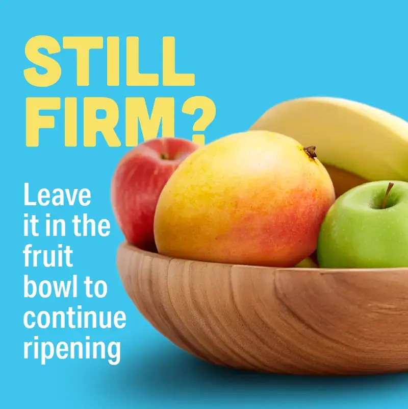 Calypso mango in a fruit bowl with apples and bananas. Still firm? Leave it in the fruit bowl to continue ripening.
