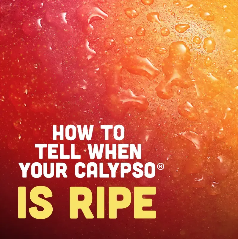 Close-up of Calypso mango skin introducing how to tell when your Calypso mango is ripe.