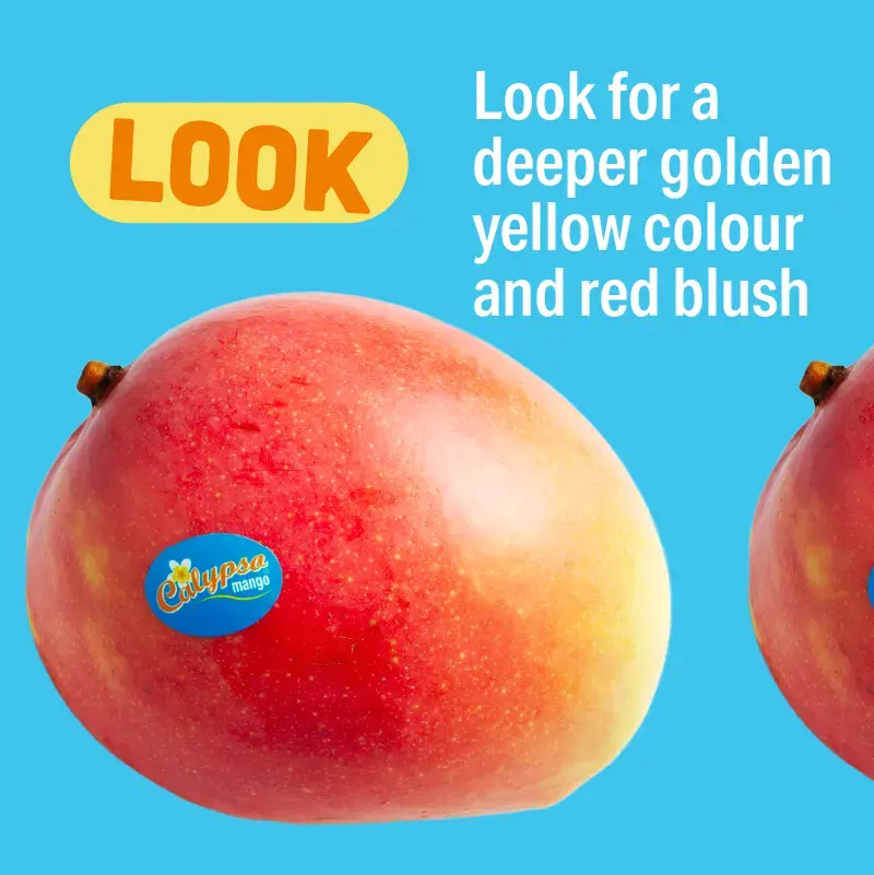 Ripe Calypso mango with golden yellow skin and red blush. Look for a deeper golden yellow colour and red blush.