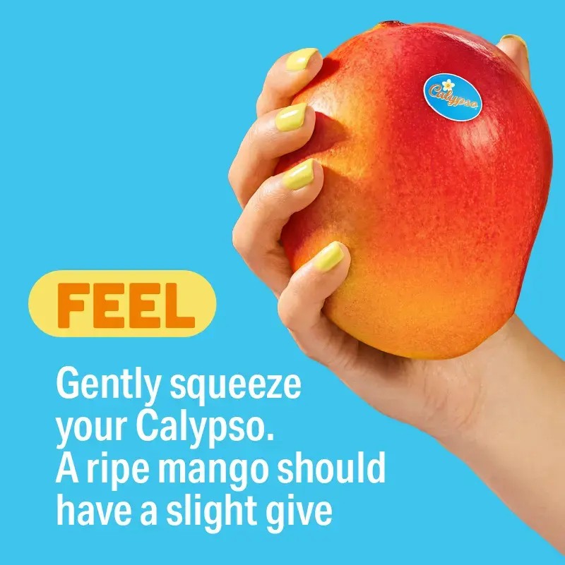 Calypso mango being gently squeezed to check ripeness. A ripe mango should have a slight give.