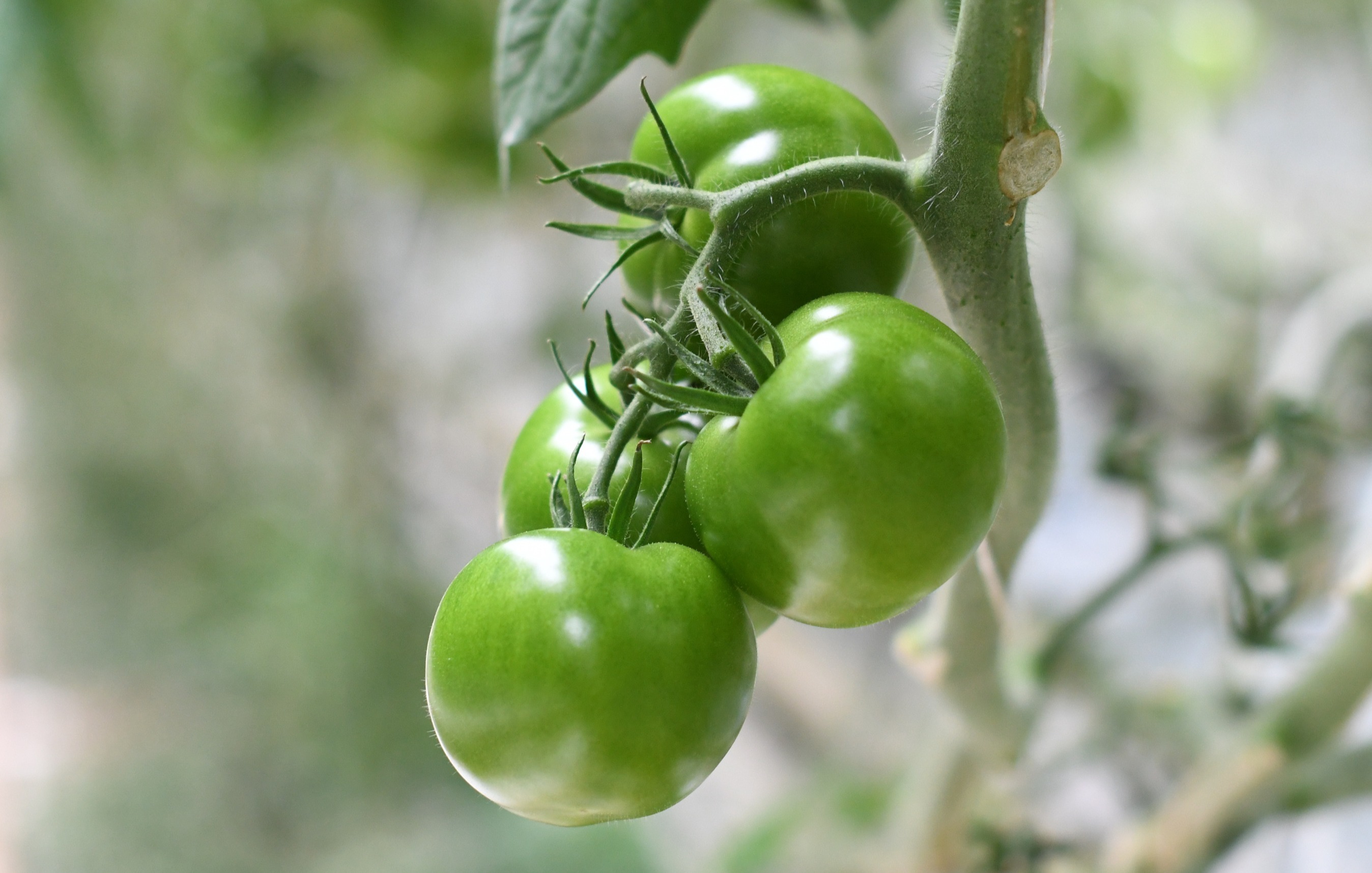 Places_FR_Ppetual Holdings_DSC_7504_Kumato Tomato