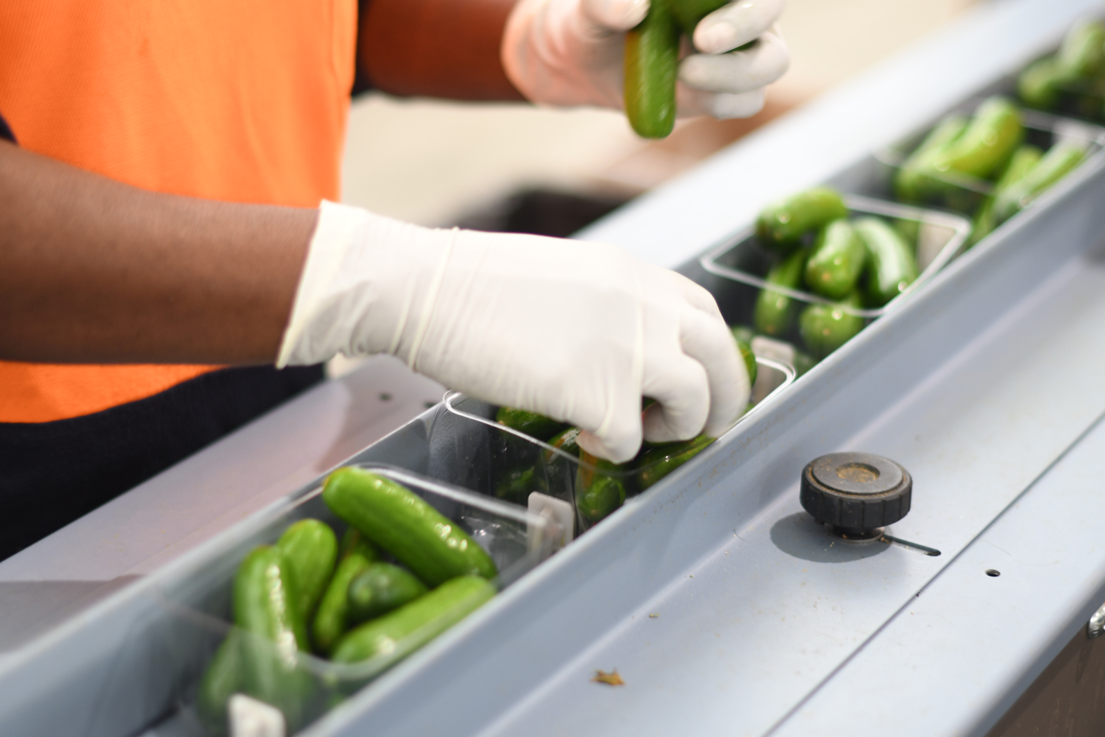 Qukes baby cucumbers quality check