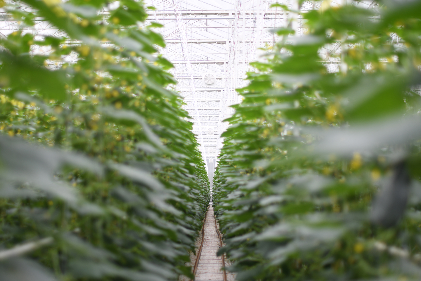 Places_LR_Family Fresh Farms_Peats Ridge_2018_Qukes_24-jpg