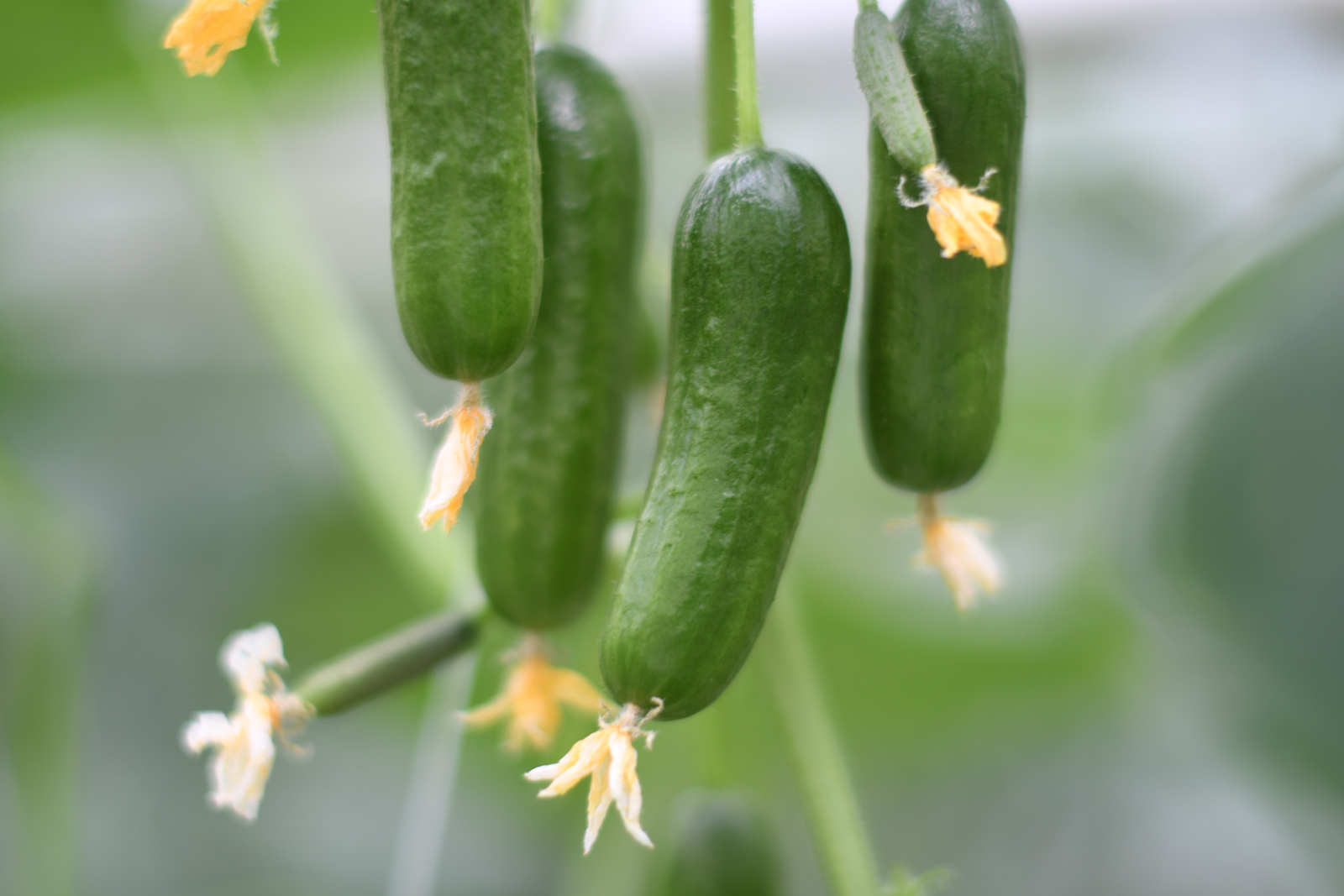 Qukes baby cucumbers on the vine